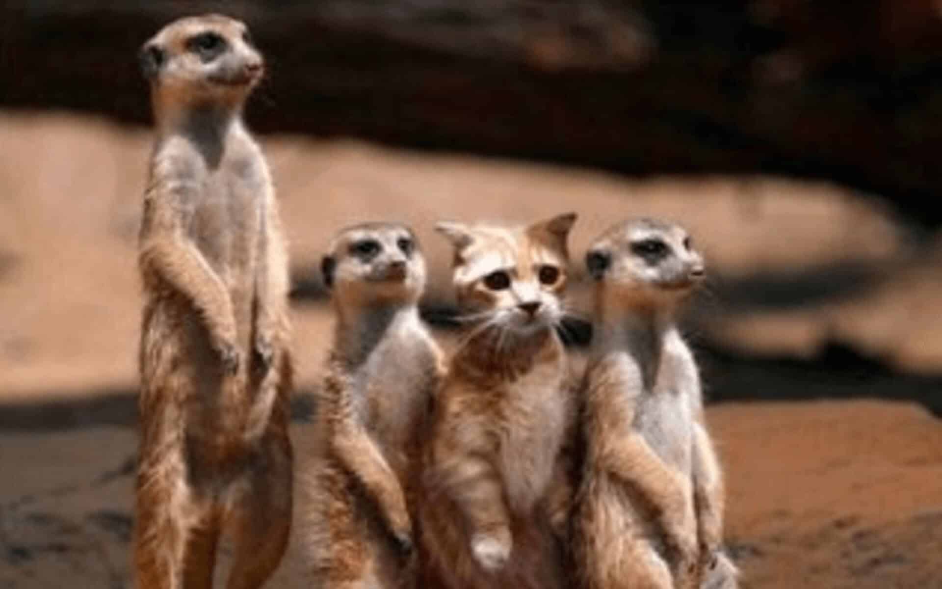 Impostor Syndrome